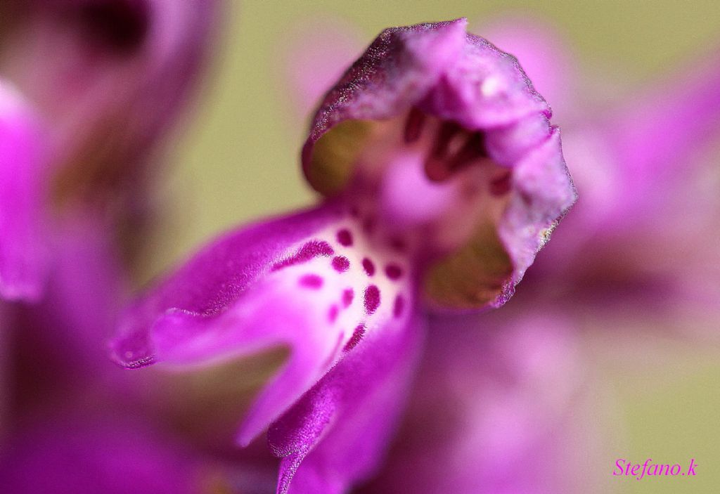 Da identificare ! Anacamptis morio